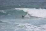 2007 Hawaii Vacation  0746 North Shore Surfing